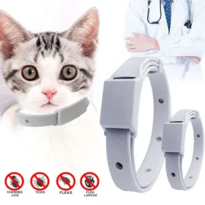 Pet Accessories