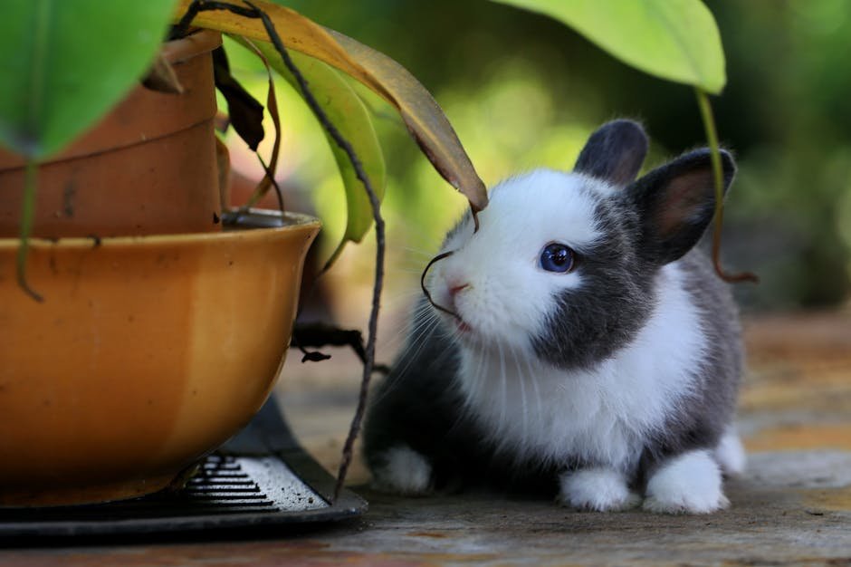What do baby bunnies eat